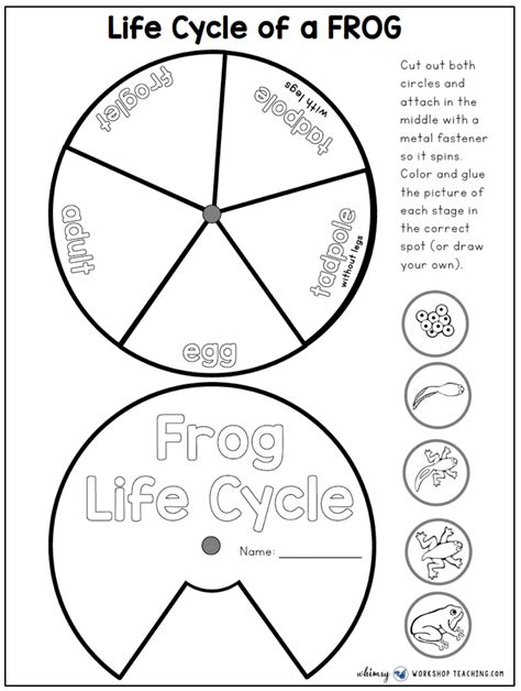 Frog Life Cycle Spinner Free Download Whimsy Workshop Teaching