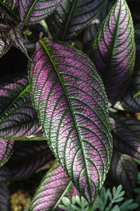 These Colorful Plants Are Easy To Grow And Hard To Kill