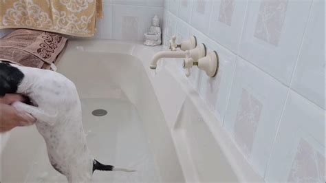Mindy Having A Bath Dog Youtube