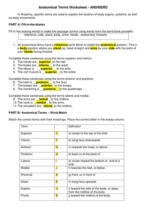 Anatomical Position Worksheet Answers