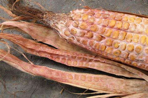 Symptoms Of The Most Common Corn Ear Rots