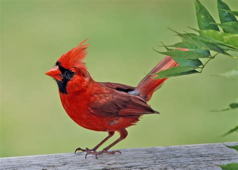 See A Red Bird Candace Craw Goldman