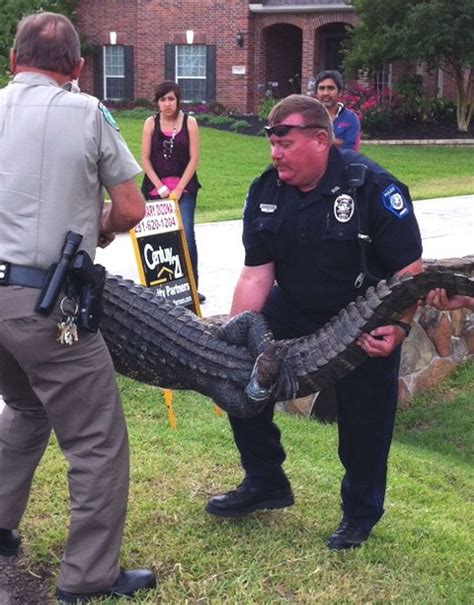 Conroe Pd Officer Pins Gator In Yard