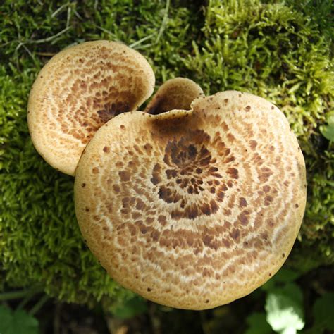 Pheasant Back Mushroom Polyporus Squamosus Ogpbm100 2500 Out