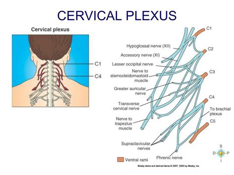 Ppt Chapter 14 Peripheral Nervous System Powerpoint Presentation