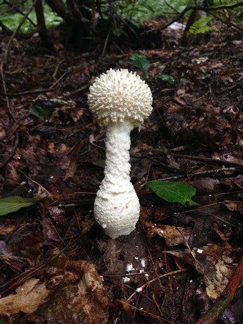 Magic Mushrooms In Kentucky All Mushroom Info