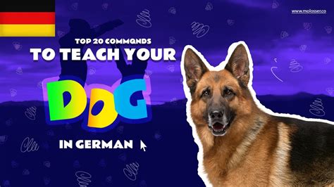 Teach Your Dog Commands In German 20 Common Words Youtube