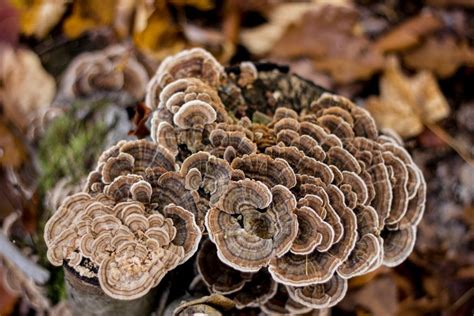 the amazing properties of turkey tail mushrooms dr dov pine