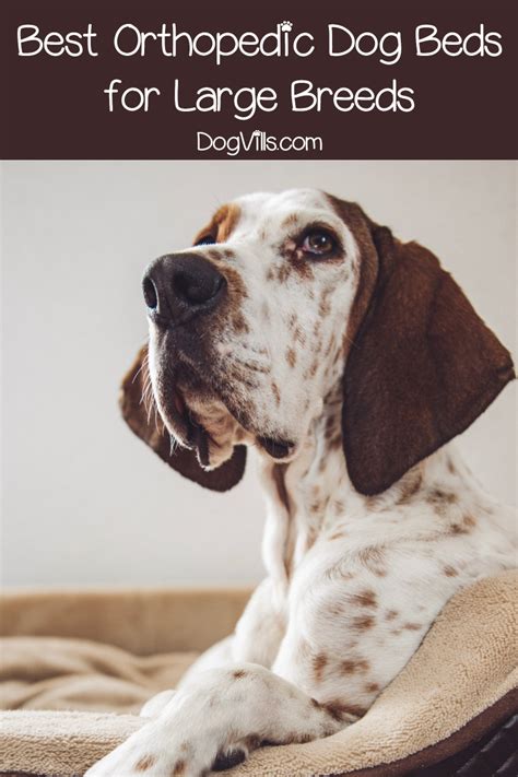 Maybe you would like to learn more about one of these? 5 Best Orthopedic Dog Beds for Large Breeds (with Reviews ...