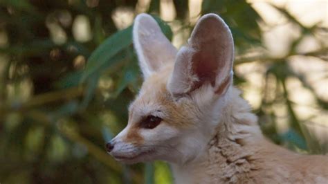 The Smallest Fox With The Biggest Ears Super Cute Animals Preview Bbc One Youtube