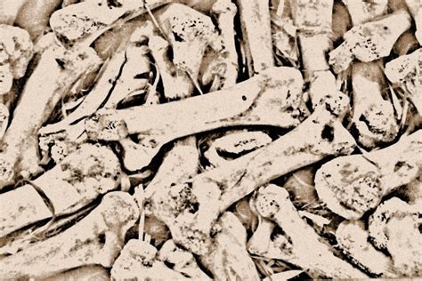 Dreary Heap Of Bones Free Stock Photo Public Domain Pictures