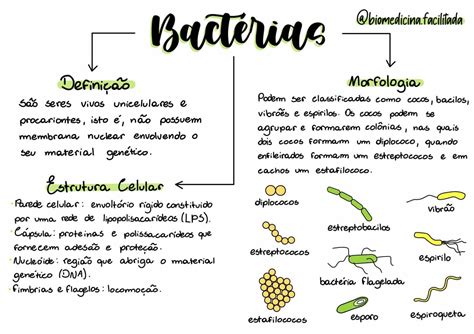 Bacterias Mapa Conceptual