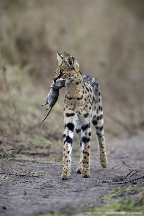 African serval cat serena yesterday, and this morning, i shared an enclosure at a1 savannahs, with african serval cat serena in order to try and take some nice photos and. Pin on Nature