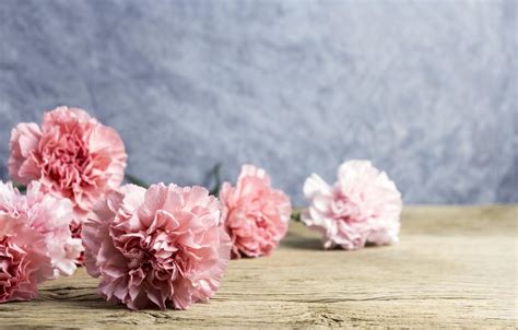 Pink Carnation Wallpapers Wallpaper Cave