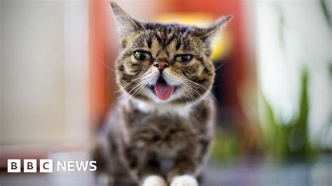 Lil Bub Cat With Millions Of Online Fans Dies Bbc News