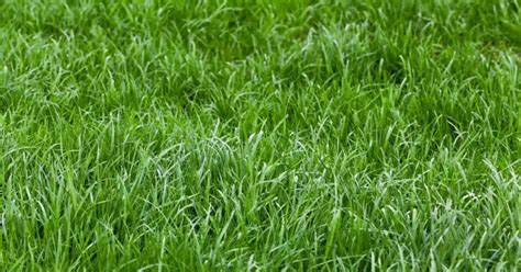 How To Plant Bahia Grass Complete Guide