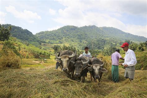 Feature Photo Sri Lanka Traditional Farming
