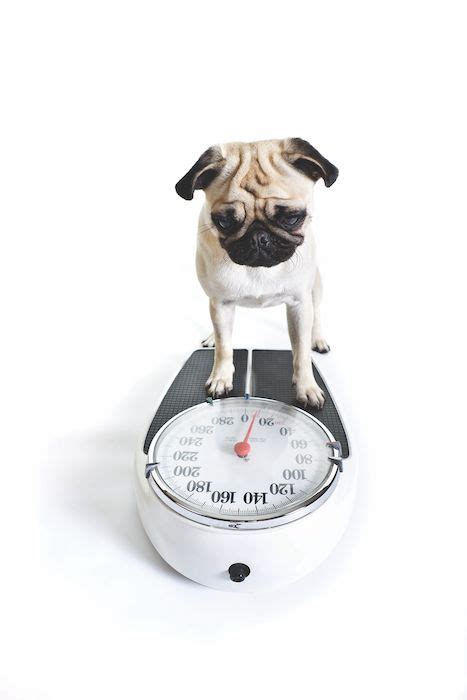 Read 46 customer reviews of the top dog travel insurance & compare with other travel insurance at review centre. Dog Obesity and Arthritis on the Rise in 2020 | Beagle weight, Pet insurance reviews, Overweight pet