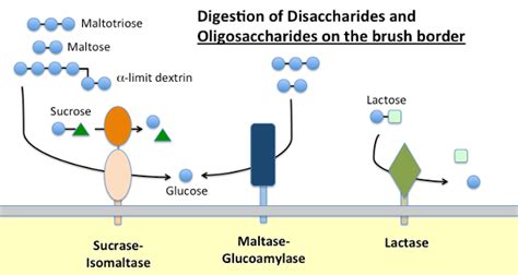 Each incorporates two family 31 glycoside hydrolases responsible for the final step of starch hydrolysis. Small Intestinal Brush Border Enzymes