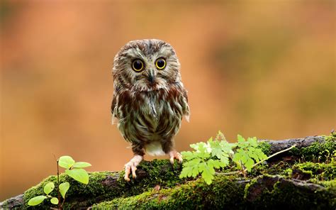 Free Download Cute Owl Wallpaper Hd Wallpapers 1920x1200 For Your