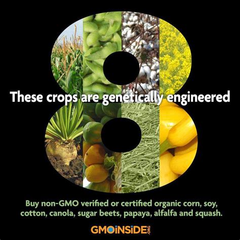 health and nutrition tips 8 crops that are genetically modified