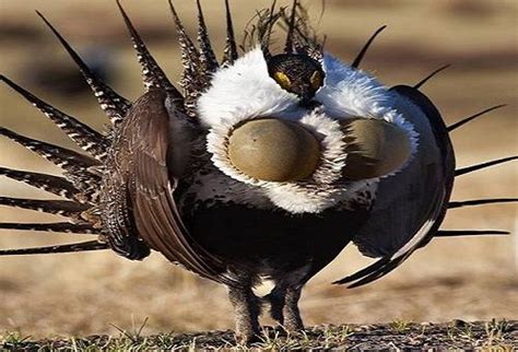 Greater Sage Grouse Exotic Birds Colorful Birds Exotic Pets Yellow