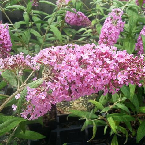 Pink Delight Buddleia Plants For Sale Butterfly Bush