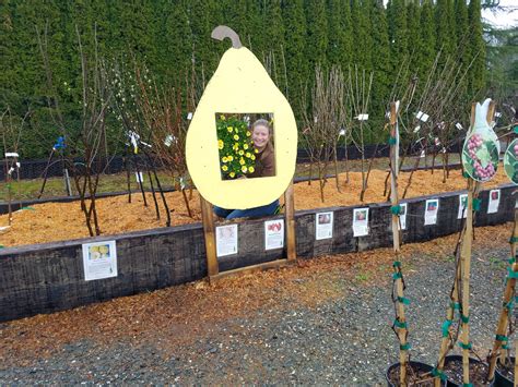 Many are on dwarfing tree rootstocks, making harvest surprisingly convenient and more enjoyable. fruit trees my Garden Nursery - My Garden Nursery