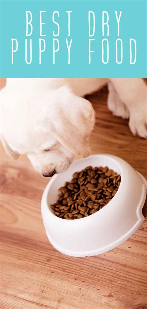 Best Dry Puppy Food The Top Choices For Large And Small Puppies