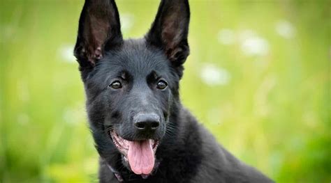 Black German Shepherds Puppies Genetics And More With Pictures