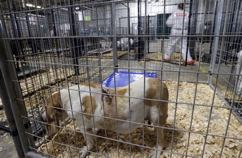 ASPCA rescues 600 animals from no-kill shelter | The Spokesman-Review