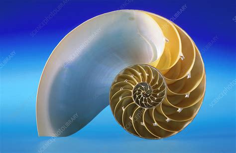 Chambered Nautilus Shell Stock Image C0287416 Science Photo Library