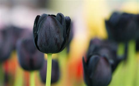 Black Tulips Wallpaper 1680x1050 66262