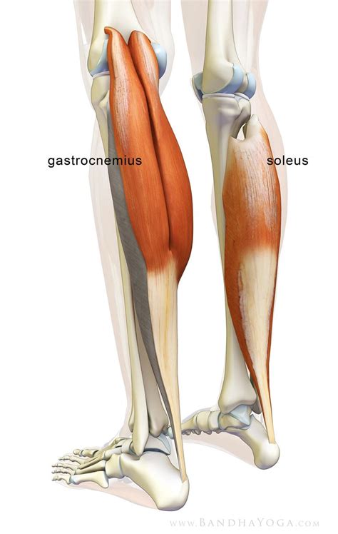 The Daily Bandha The Gastrocnemiussoleus Complex In Yoga Yogaanatomy