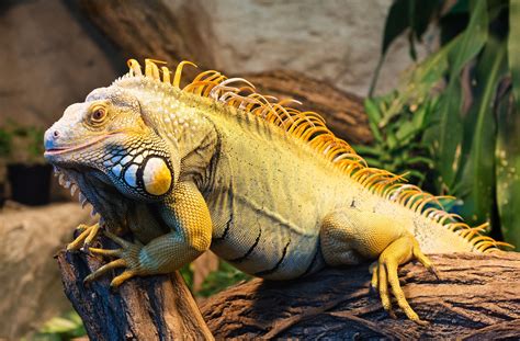 3840x2524 iguana 4k desktop wallpaper high resolution Iguana Verde, San