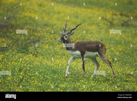 Male Blackbuck Antilope Cervicapra In Flower Meadow Male Sasin Antelopes Antelope