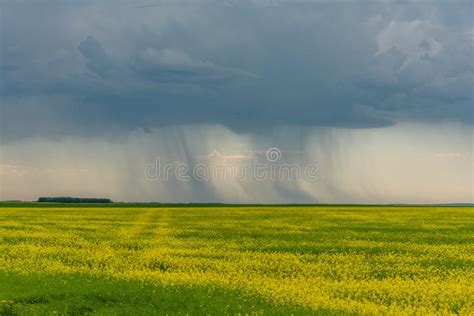 Prairie Storms Sweep Over Canola Fields Stock Image Image Of Canada