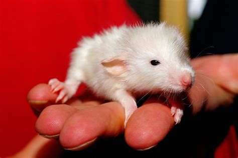 Cute Baby Rats