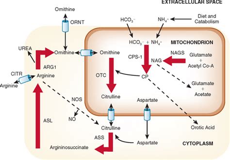 Regulation Of Urea Cycle