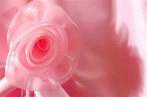 pink Free Stock Photo | FreeImages