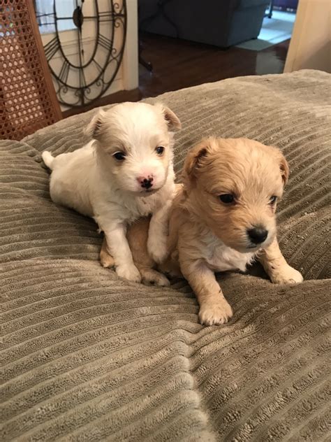 The breeder farm stemmed from a family business of breeding specialized guard dogs. Maltipoo Puppies For Sale | Navasota, TX #275644 | Petzlover