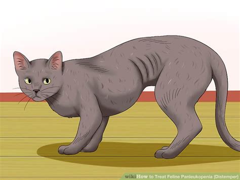 Vomiting repeatedly and immediately after drinking (some cats do not vomit before death. How to Treat Feline Panleukopenia (Distemper) (with Pictures)