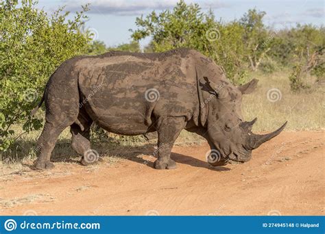 Female Rhino In Shrubland At Kruger Park South Africa Stock Photo