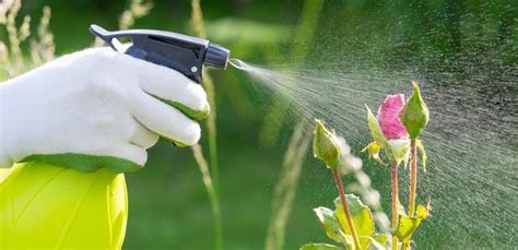 Have issues with carpenter ants, odorous ants, spiders, wasps portland oregon pest control & extermination services. Common Natural Pest Control Methods - All About Electric ...