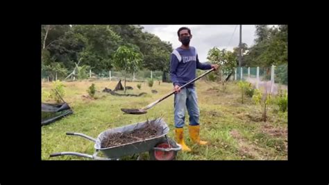 Tidak dinafikan banyak faktor yang menjadi punca sesebuah pokok untuk menghasilkan buah yang banyak. Cara Membuat Baja Organik - YouTube