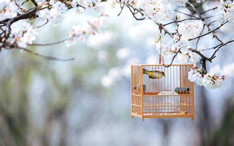 Cute Bird Cage Nature Spring Tree Branch Wallpapers