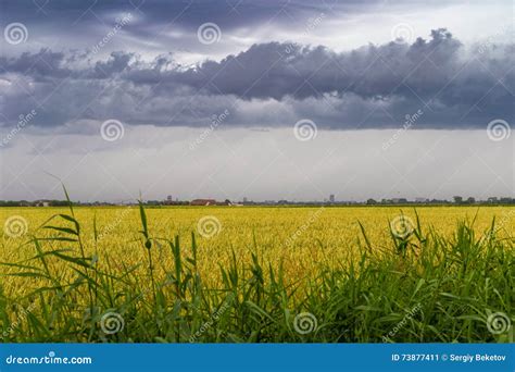 Green Wheat Field Under Stormy Dramatic Skies On Belgian Coast Stock
