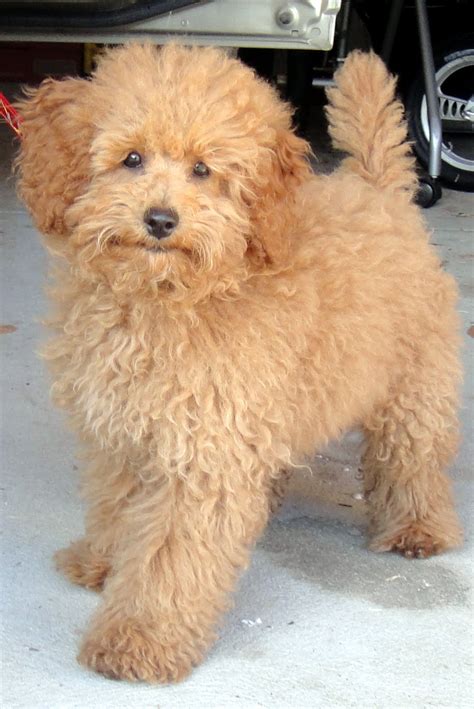 This is the place for pom owners to help each other out. Lumpy Custard: Humphrey , The Toy Poodle Who Never Looks ...