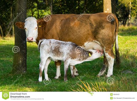 Mother And Baby Cow Stock Image Image 6646431