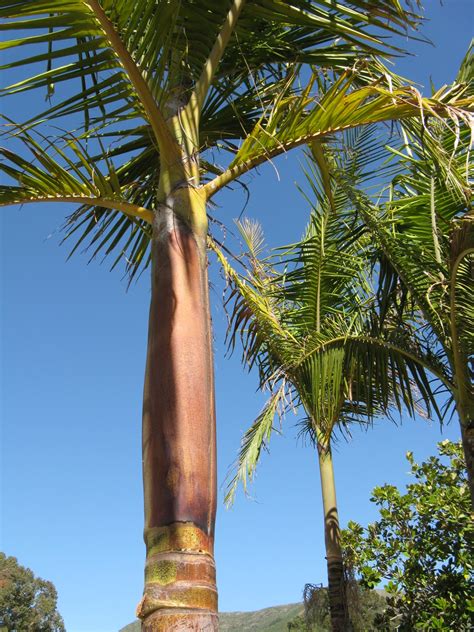 The archontoephoenix cunninghamiana, or bungalow palm is native to the eastern australias coast. Trees of Santa Cruz County: Syagrus romanzoffiana - Queen Palm